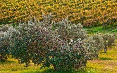 FOTOGRAFSKI NATEČAJ: Naši oljčniki in vinogradi